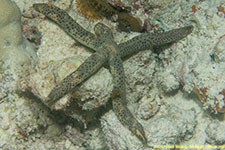 sea star